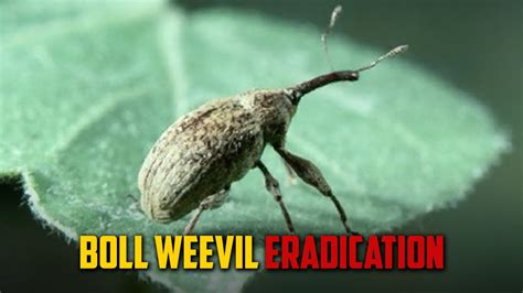 the boll weevil's impact usa test prep|boll weevil in mexico.